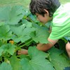 Christian Demasio enjoyed harvesting squash from his 4-H Mini-Garden