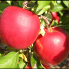 crimson apple