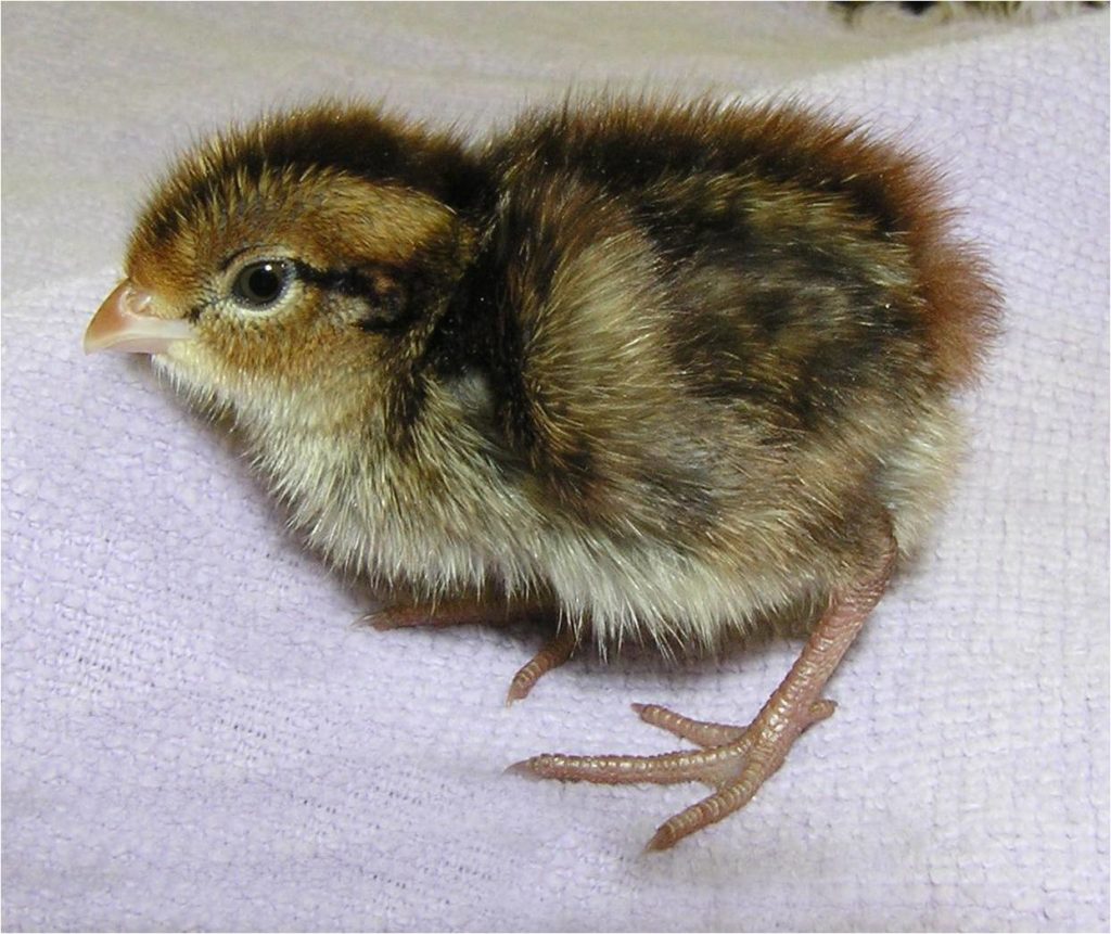 chick