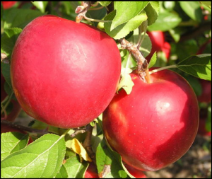 Cover photo for Prune Your Fruit Trees in February!