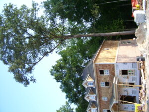 construction damaged tree
