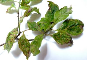 Cover photo for Spot Anthracnose Leaf Disease on Native Flowering Dogwoods