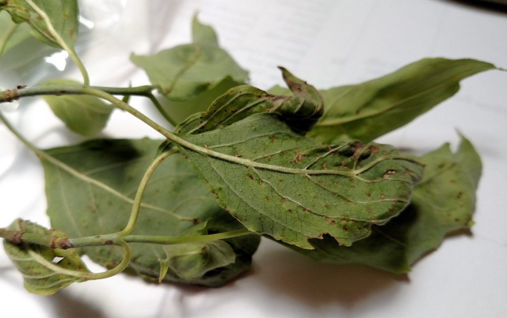 symptoms on underside of leaves