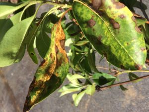 Cover photo for Mountain Laurel Leaf Blight