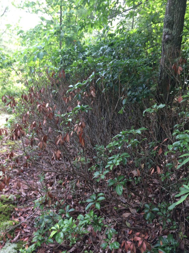 partially defoliated mountain laurel