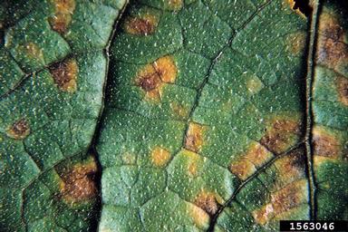 lesions on leaf surface