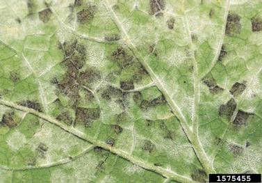 spores on leaf underside