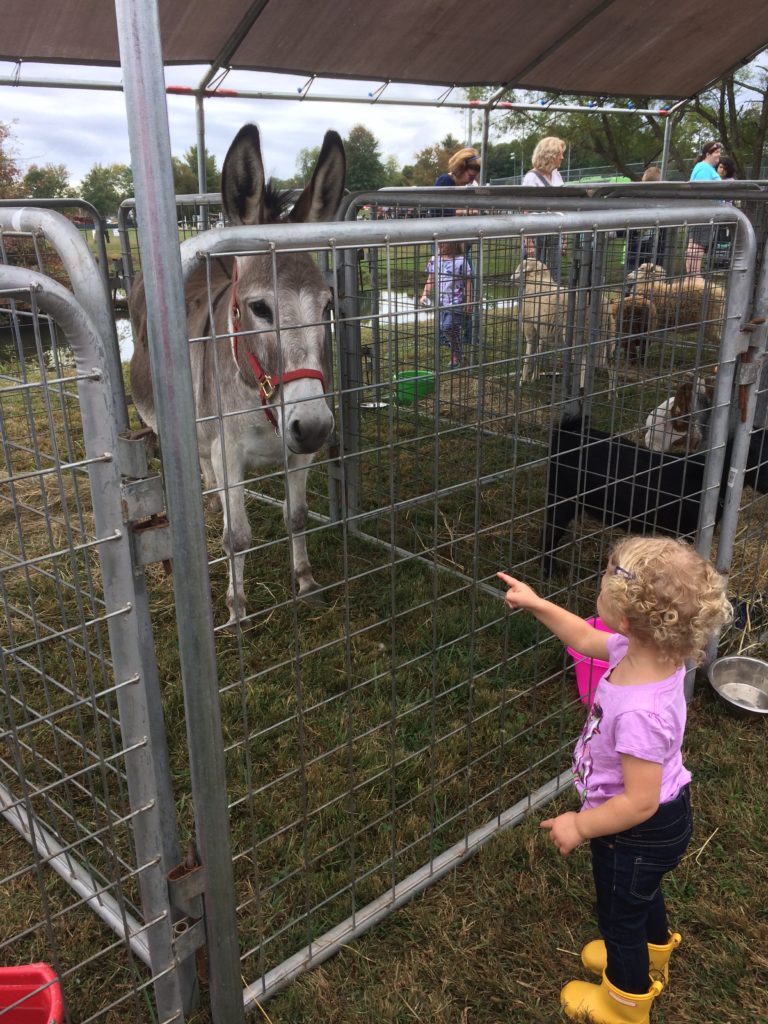 child looking at donkey