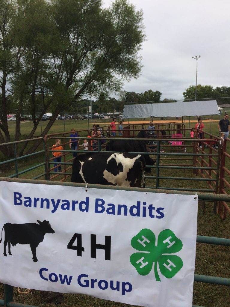 Barnyard Bandits cow group 