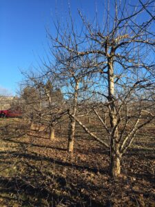 renovating overgrown apple trees