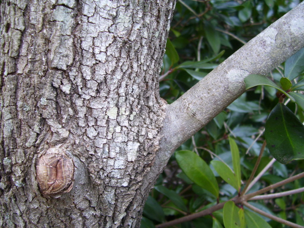 proper pruning