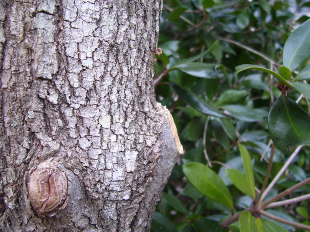 proper pruning