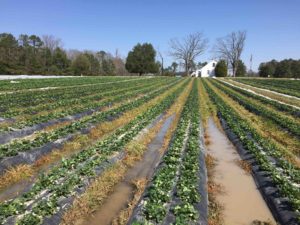 Cover photo for Field Observations on a Frosty Night Always Make You More Confident and NC, SC, GA, VA, MD, KY Updates (2:30pm, Thur. March 15, 2018)