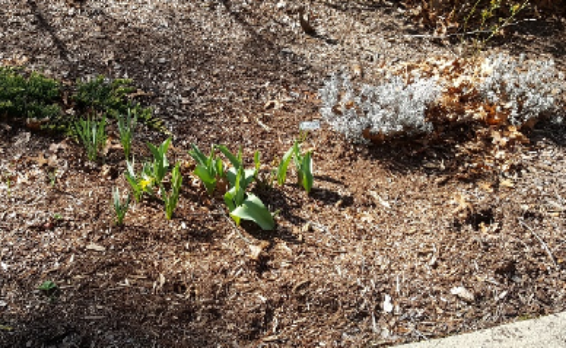 emerging daffodils