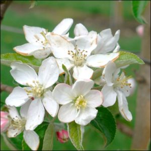 Cover photo for Apple Disease Update: Bloom