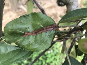 Cover photo for Apple Disease Update: 3rd and 4th Cover