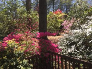 local azalea collection