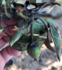 Cover photo for Apple Disease Update: Week of May 27