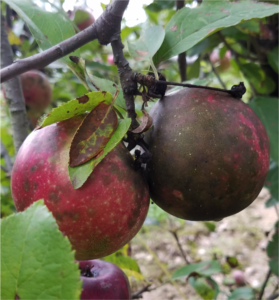 Cover photo for 2019 Apple Disease Update: 3rd and 4th Cover