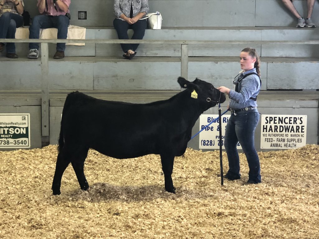 Haley Hargus showing heifer at Mountain Sate Fair
