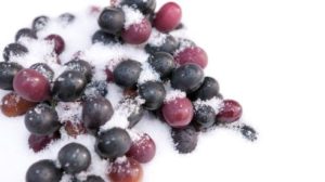 Cover photo for DELAYED: New Grape Growers Meeting