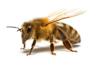 Cover photo for Henderson County Bee School Starts Jan 14