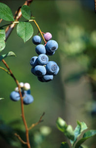 Cover photo for Planting and Caring for Your 4-H Veggies, Fruits, and Berries; April 8, 2019