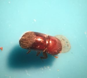Ambrosia beetles are tiny usually less than 1/8 inch long