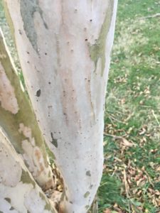 Ambrosia beetles drill holes into trees