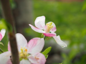 Cover photo for Blossom Thinning Apples With Lime Sulfur: Old Dog - New Trick