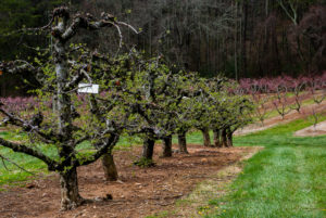 Photo of apple trees