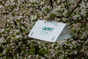 Cover photo for Pheromone Traps Should Be Set Up at Bloom