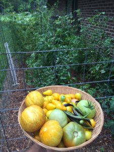 Cover photo for Vegetable Gardening in WNC