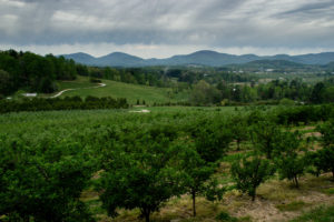 Picture of apple orchard and mountains