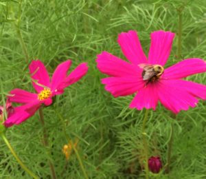 Cover photo for Gardening for Pollinators in WNC