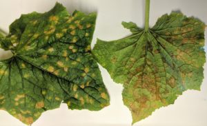 Cover photo for Cucurbit Downy Mildew-Confirmed in WNC (Haywood, Avery, and Henderson County)