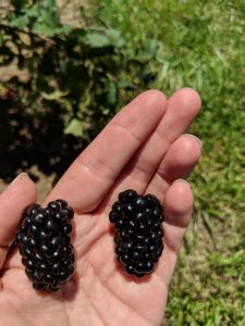 blackberries