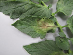 Late blight on tomato