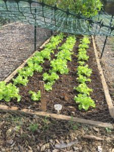 leaf lettuce in a raised bed
