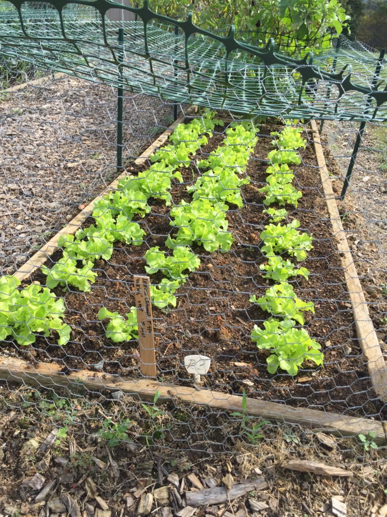 Vegetable Gardening Resources From NC State Extension | N.C ...