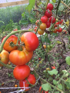  tomato plants