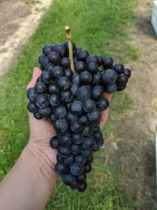 cluster of grapes