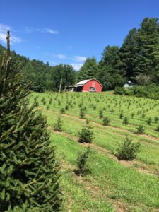 field of young Christmas trees