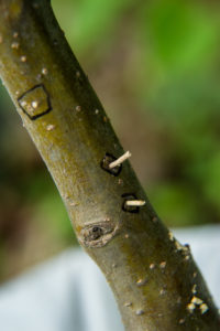 Sawdust from ambrosia beetle mining in apple tree