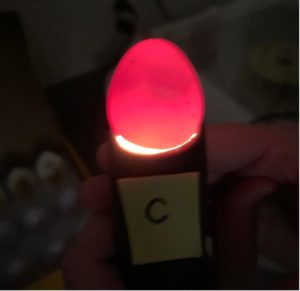 Cover photo for Incubating Quail Eggs: Day 10