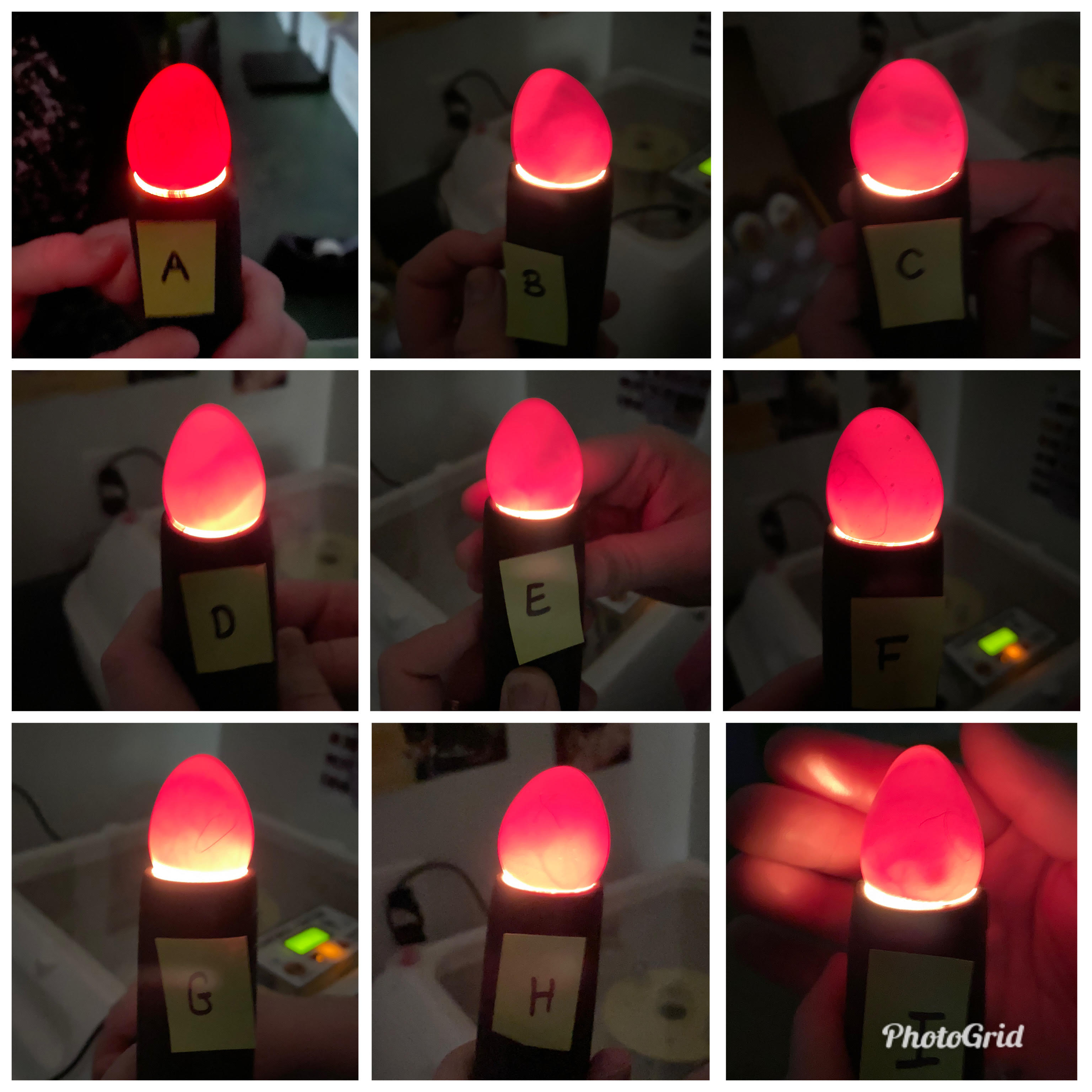 Quail Egg Candling Chart