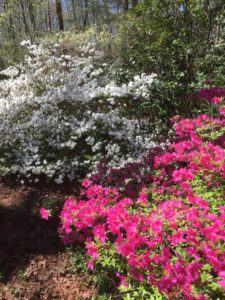 azaleas