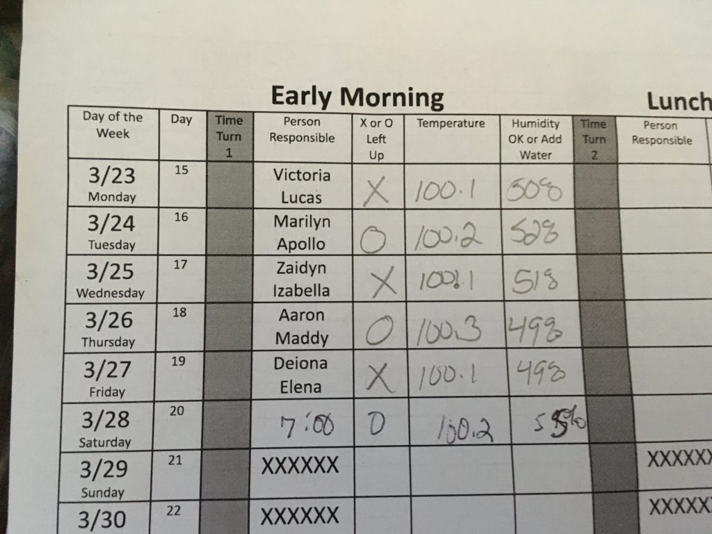 Incubating Quail Eggs Day 20 | N.C. Cooperative Extension