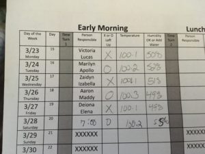 Cover photo for Incubating Quail Eggs Day 20