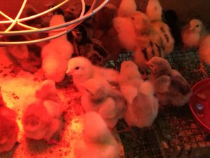 small Orpington chicks